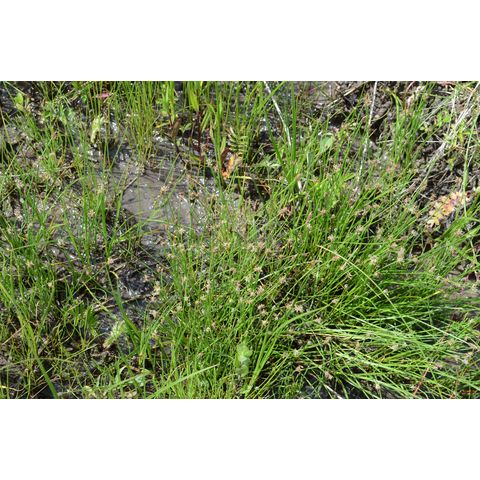 Eleocharis erythropoda