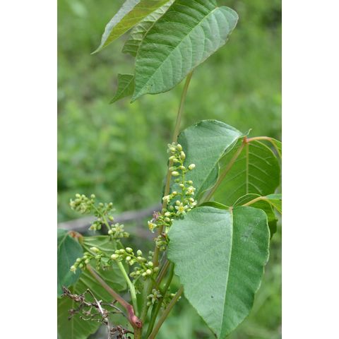 Toxicodendron rydbergii