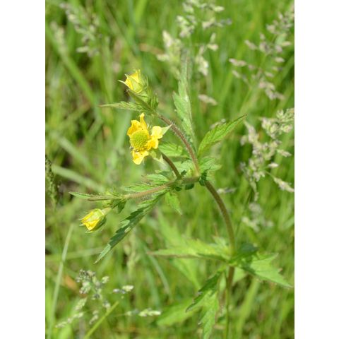 Geum aleppicum