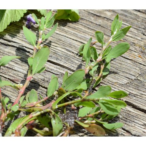 Polygonum aviculare