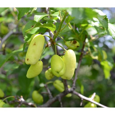 Prunus americana