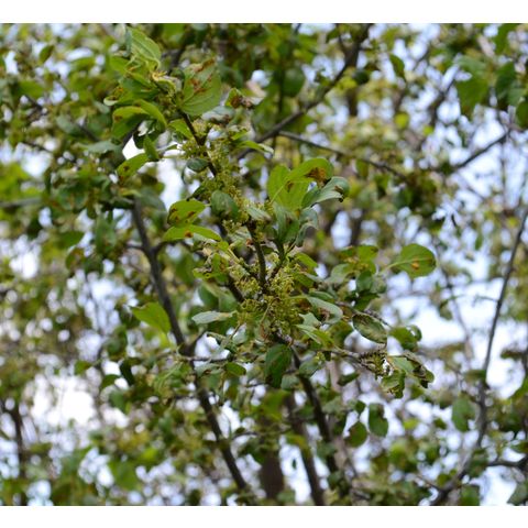 Rhamnus cathartica