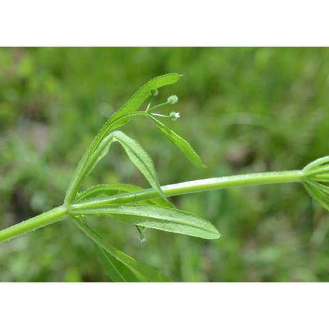 Galium aparine