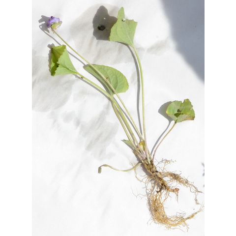 Viola nephrophylla
