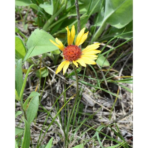 Gaillardia aristata