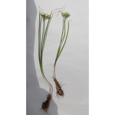 Allium textile