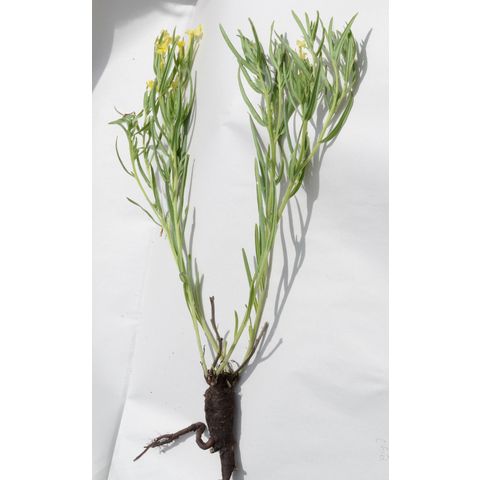 Lithospermum incisum