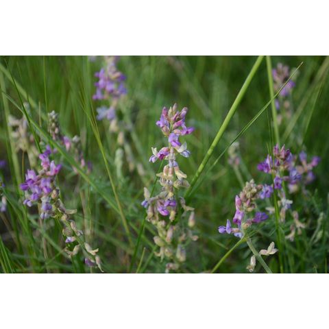 Astragalus missouriensis