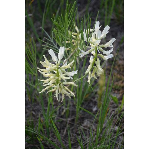 Astragalus pectinatus