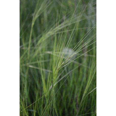Hesperostipa comata