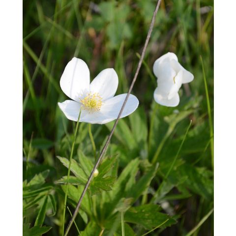 Anemone canadensis