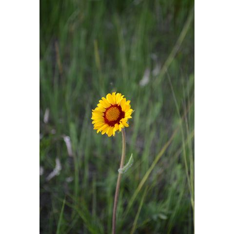 Gaillardia aristata