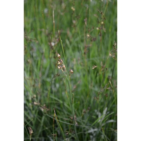 Juncus arcticus