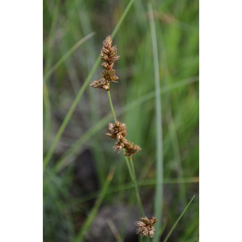 Carex praegracilis