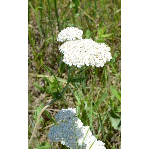 Achillea millefolium