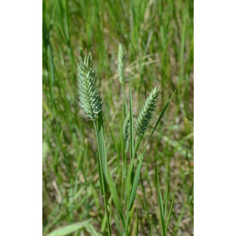 Agropyron cristatum