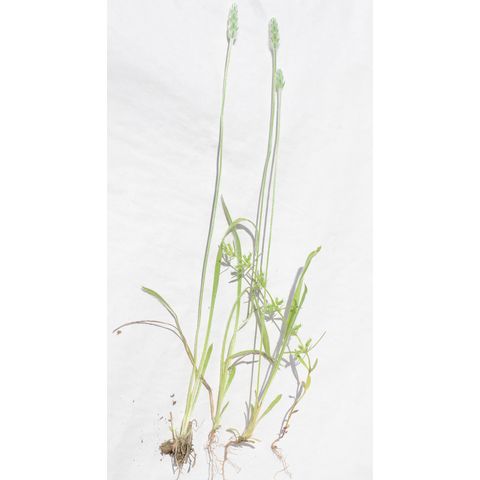 Plantago patagonica