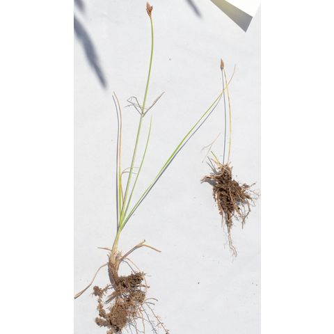 Carex duriuscula