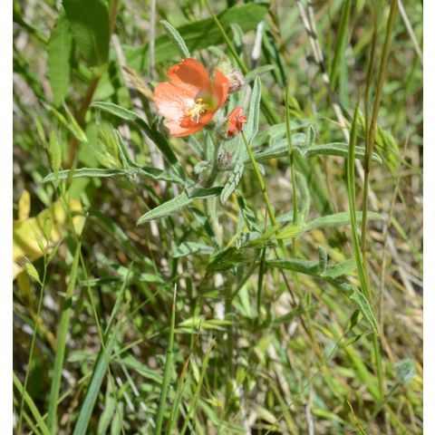 Sphaeralcea coccinea