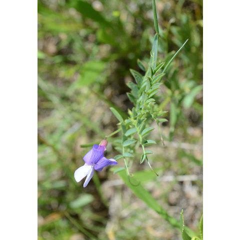 Vicia americana