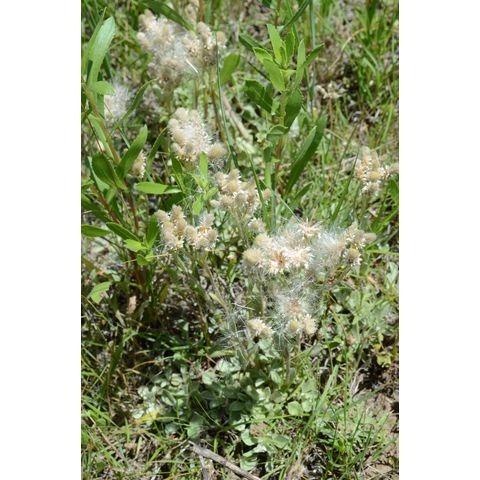 Antennaria plantaginifolia
