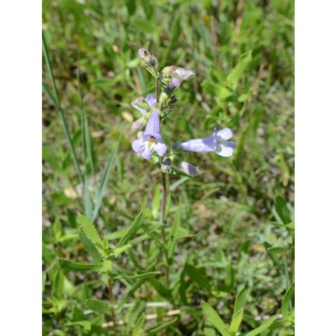 Penstemon gracilis