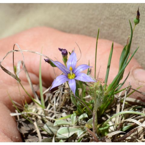 Sisyrinchium montanum