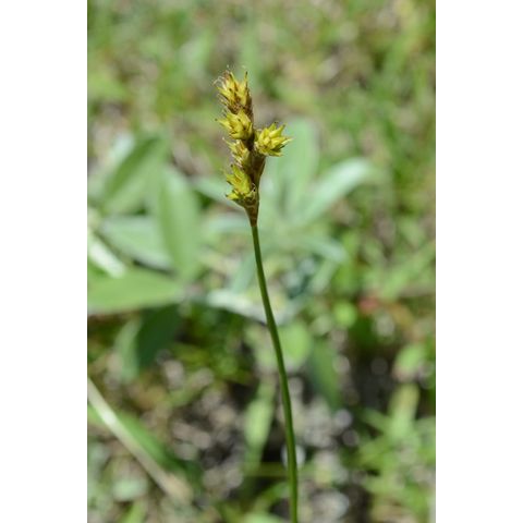 Carex brevior