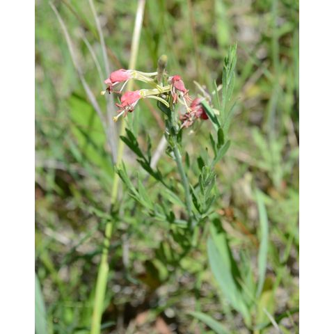 Gaura coccinea