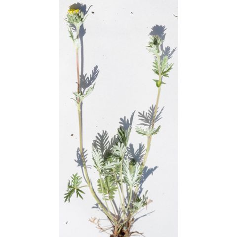 Potentilla pensylvanica