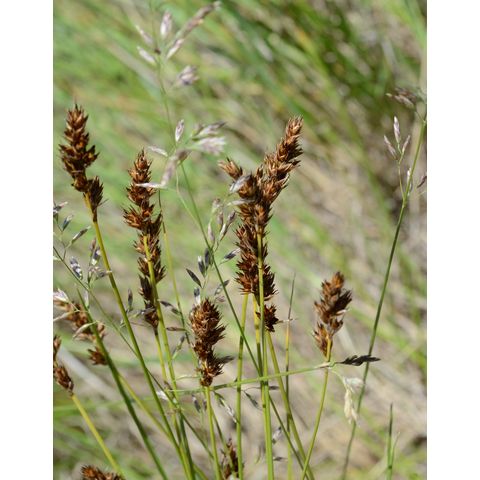Carex praegracilis