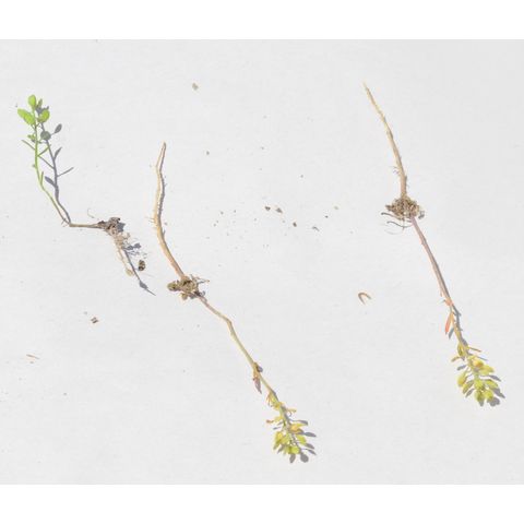 Lepidium densiflorum