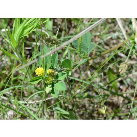 Medicago lupulina