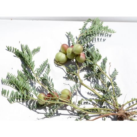 Astragalus crassicarpus