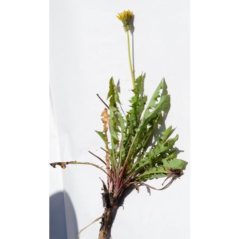 Taraxacum officinale