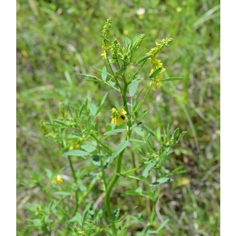 Melilotus officinalis