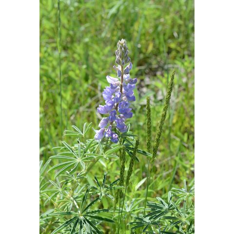 Lupinus argenteus