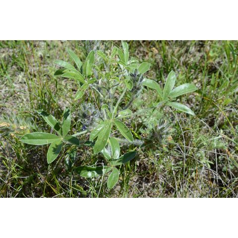 Pediomelum esculentum