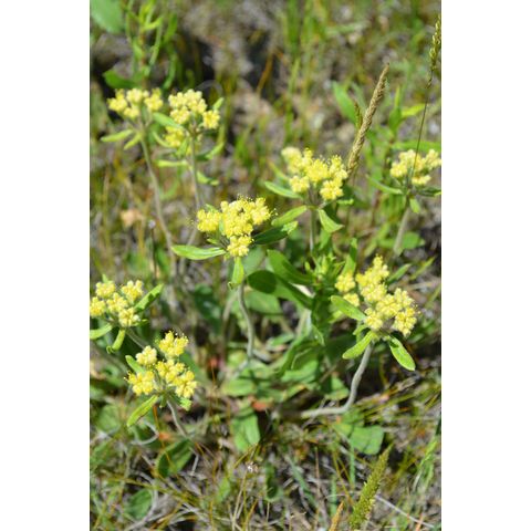 Eriogonum flavum