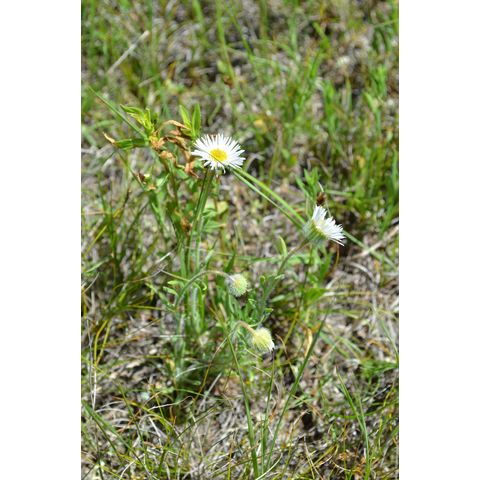 Erigeron pumilus