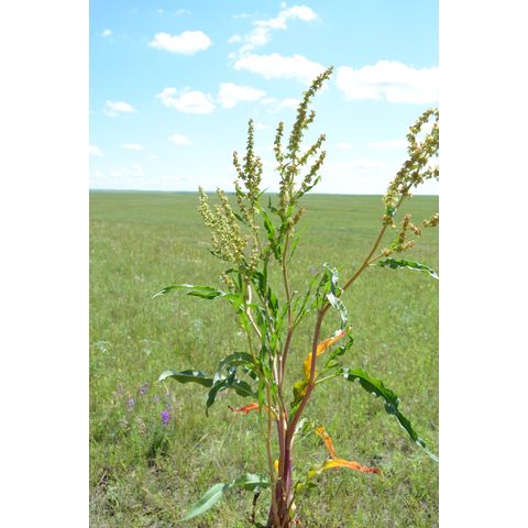 Rumex salicifolius