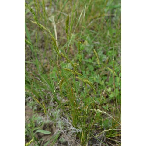 Bouteloua dactyloides