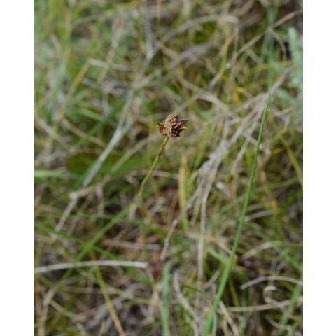 Carex duriuscula