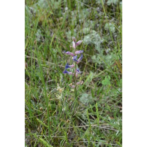 Oxytropis lambertii