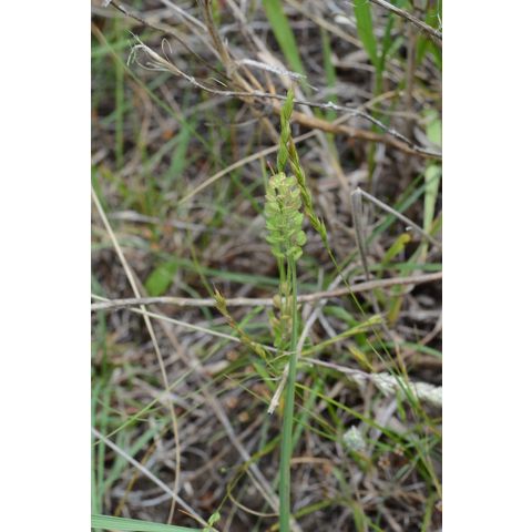 Lepidium densiflorum