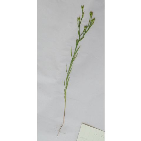 Linum rigidum