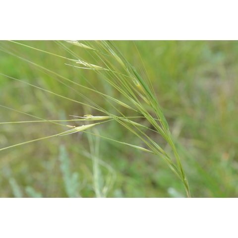 Hesperostipa comata