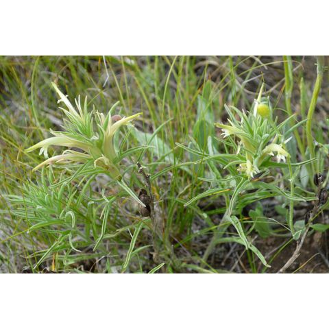 Castilleja sessiliflora