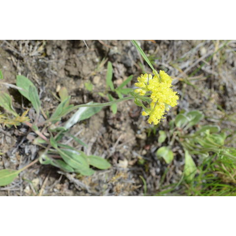 Eriogonum flavum
