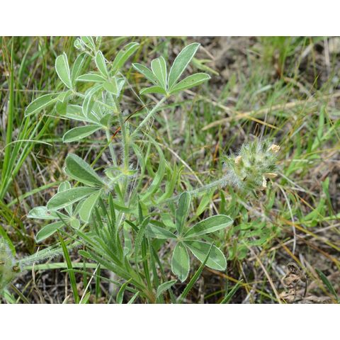 Pediomelum esculentum